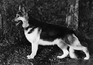 Fenton of Kentwood Print 1965 Crufts Best in Show Art