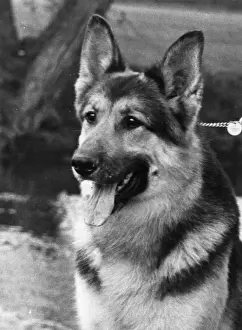 Alsatian Prints: FALL CRUFTS ALSATIAN