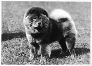 Hung Prints: Fall / Crufts / Chow Chow