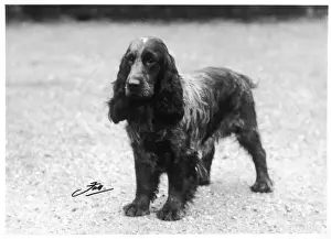Owned Prints: FALL / CRUFTS WINNER / 1930