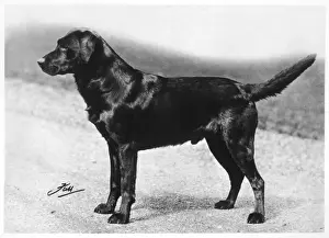 Howe Prints: FALL / CRUFTS WINNER / 1932