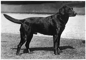 Howe Prints: Fall / Crufts Winner / 1937