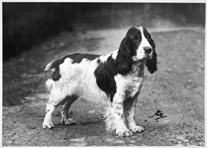 Cocker Prints: FALL / CRUFTS WINNERS / 1938