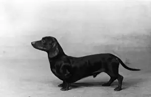 FALL / DACHSHUND / 1934