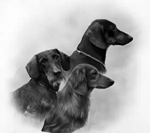 Dachshund Prints: FALL / DACHSHUND / 1946