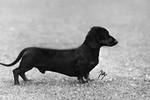 FALL / DACHSHUND / 1948