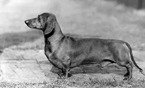 Dachshund Prints: FALL / DACHSHUND / 1952