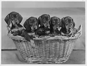 Dachshund Prints: FALL / DACHSHUND / 1954