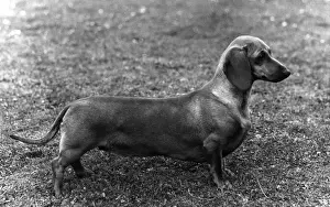 Dachshund Prints: FALL / DACHSHUND / 1964