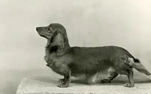 FALL / DACHSHUND / LONG / 1953