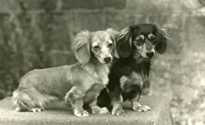 FALL / DACHSHUND / LONG / 1954