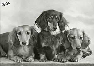 Dachshund Prints: Fall - Dachshund - Long - 1955