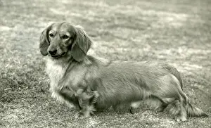 Dachshund Prints: FALL / DACHSHUND / LONG / 1959
