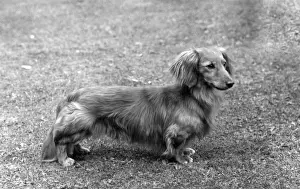 FALL / DACHSHUND / LONG / 1961