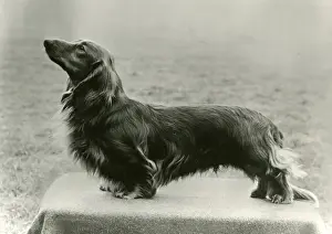 Dachshund Prints: FALL / DACHSHUND / LONG / 1972