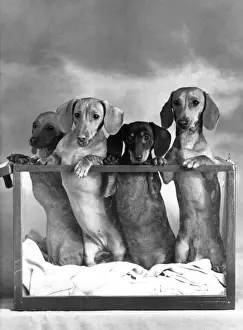 Dachshund Prints: FALL / DACHSHUND / MINI / 1952