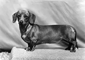 FALL / DACHSHUND / MINI / 1973
