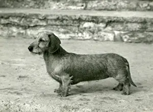 Dachshund Prints: FALL / DACHSHUND / WIRE / 1966