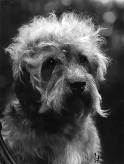 FALL / DANDIE DINMONT / 1933
