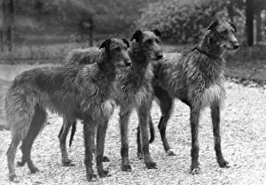 FALL / DEERHOUND / ROTHERWD