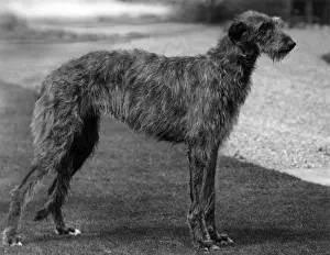 FALL / DEERHOUND / ROTHERWD