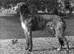 FALL / DEERHOUND / ROTHERWD
