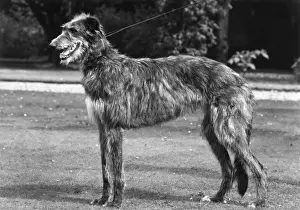FALL / DEERHOUND / ROTHERWD