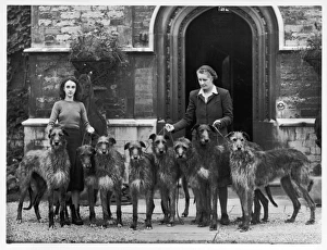 Breeds Collection: Fall / Deerhounds / 1950