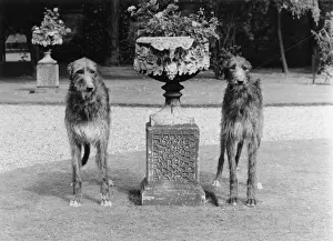 Deerhound Prints: FALL / DEERHOUNDS