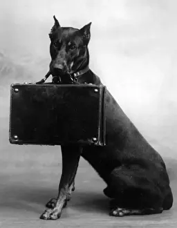 Unnamed Prints: FALL / DOBERMANN / 1940