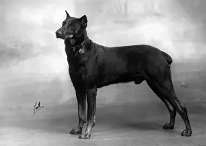FALL / DOBERMANN / 1940