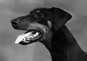 Images Dated 7th December 2015: FALL / DOBERMANN / 1948