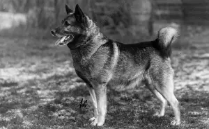 FALL / ELKHOUND / 1929