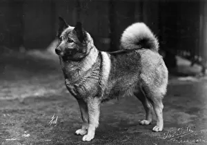 FALL / ELKHOUND / 1932