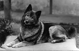 FALL / ELKHOUND / 1936