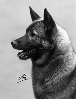 Lister Collection: FALL / ELKHOUND / 1939