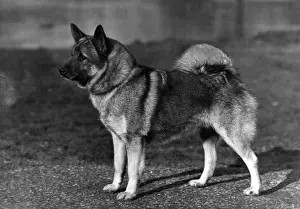 FALL / ELKHOUND / 1947