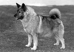 FALL / ELKHOUND / 1959