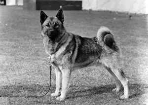 FALL / ELKHOUND / 1972