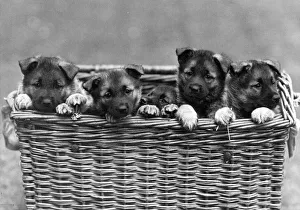 Images Dated 21st September 2018: FALL / ELKHOUND / PUPPIES