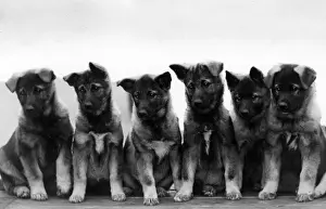 FALL / ELKHOUND / PUPPIES