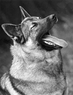 Yawning Prints: FALL / ELKHOUND / YAWNING