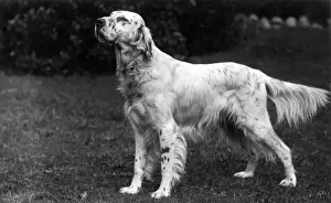 Pennine Prints: FALL / ENGLISH SETTER / 1928