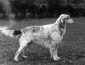 Setter Prints: FALL / ENGLISH SETTER / 1933