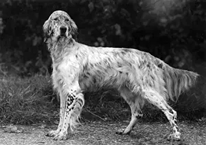 Setter Prints: FALL / ENGLISH SETTER / 1938