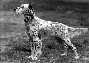 FALL / ENGLISH SETTER / 1946