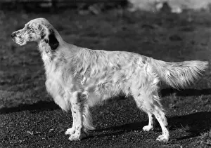 Setter Prints: FALL / ENGLISH SETTER / 1958