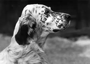 Setter Prints: FALL / ENGLISH SETTER / 1959