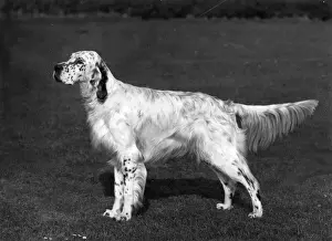Neighbours Prints: FALL / ENGLISH SETTER / 1966
