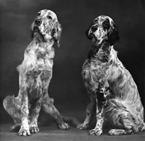 Setters Prints: FALL / ENGLISH SETTER / PAIR